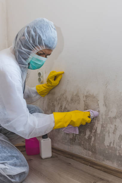 Best Residential Mold Inspection & Testing  in Brewster Heights, NY